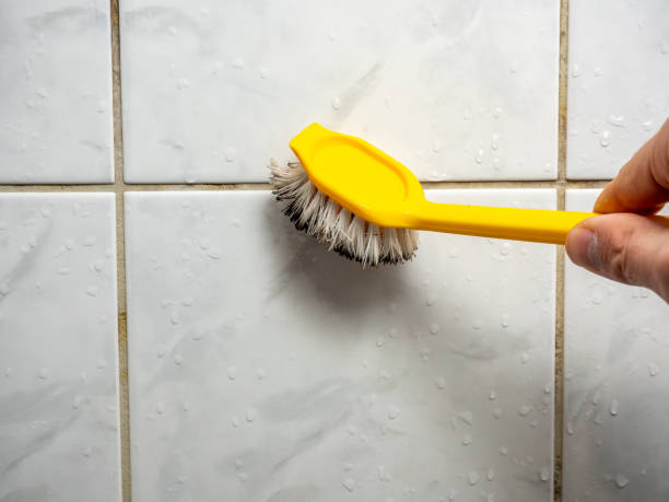Best Residential Mold Remediation in Clayton, CA
