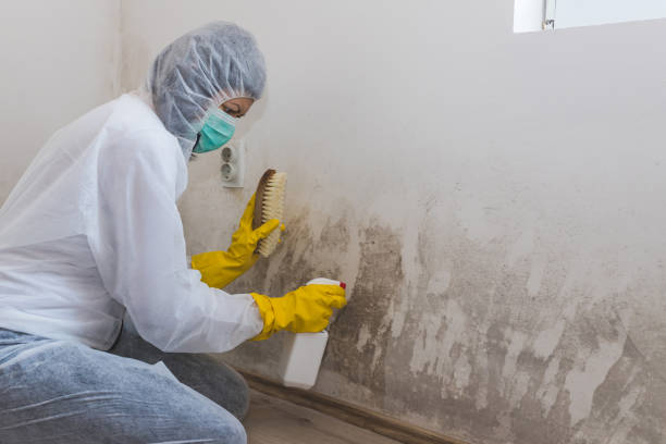 Best White Mold Remediation in Clayton, CA