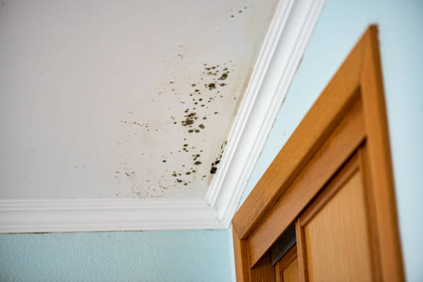 Best Attic Mold Remediation in Clayton, CA