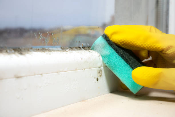 Best DIY Mold Remediation Support Services in Clayton, CA