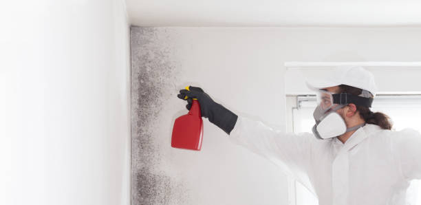Best Basement Mold Remediation in Clayton, CA