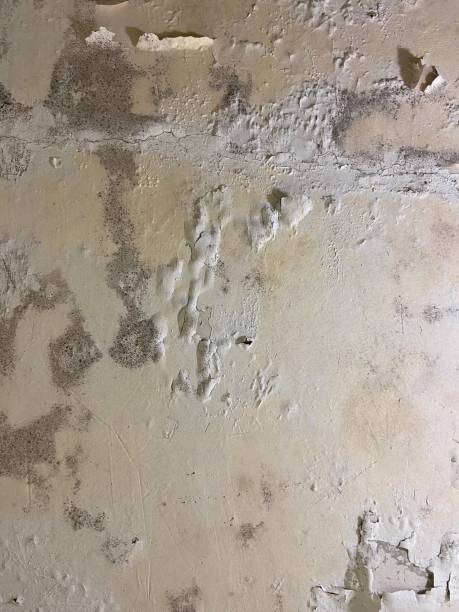 Best Industrial Mold Remediation in Clayton, CA
